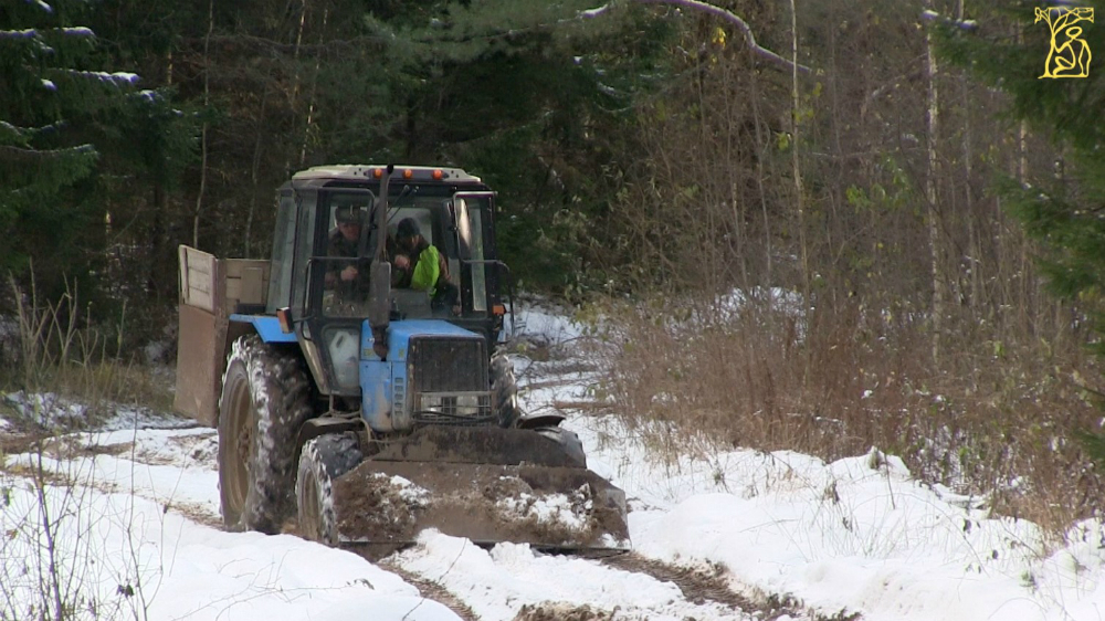 Добыча второго лося на загонной охоте